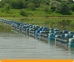 Aquicultura